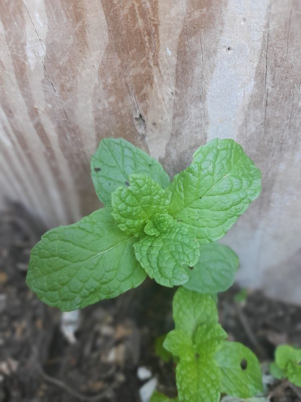 Mint