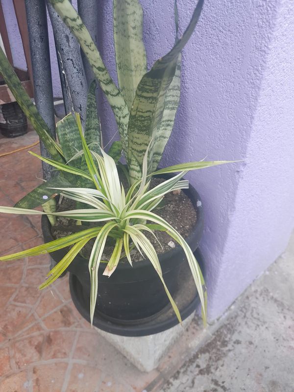 Spider Plant
