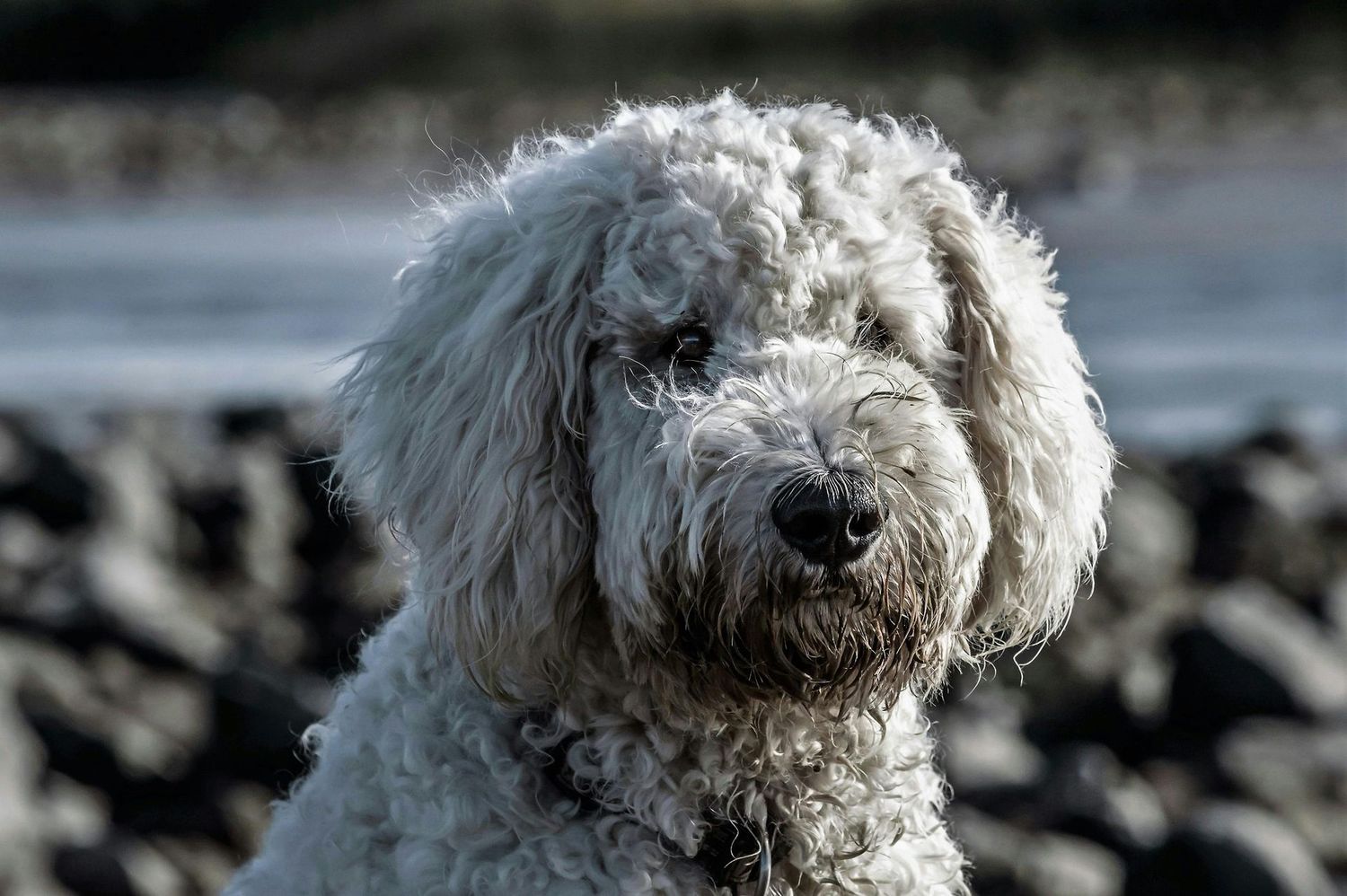 Poodles Competition