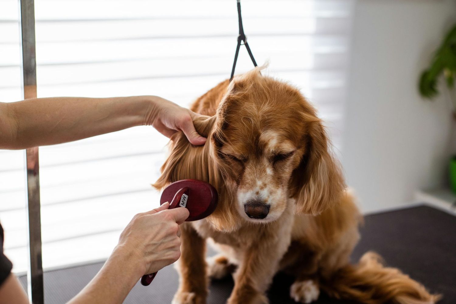 Pre-Groomed Abstract Runway