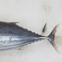 skipjack tuna small
