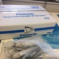 5kg Pilchards IQF box Pendarves