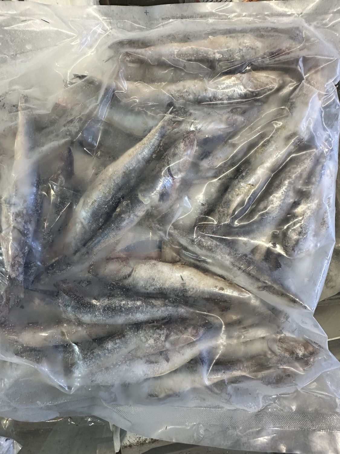 800 anchovie 2nds