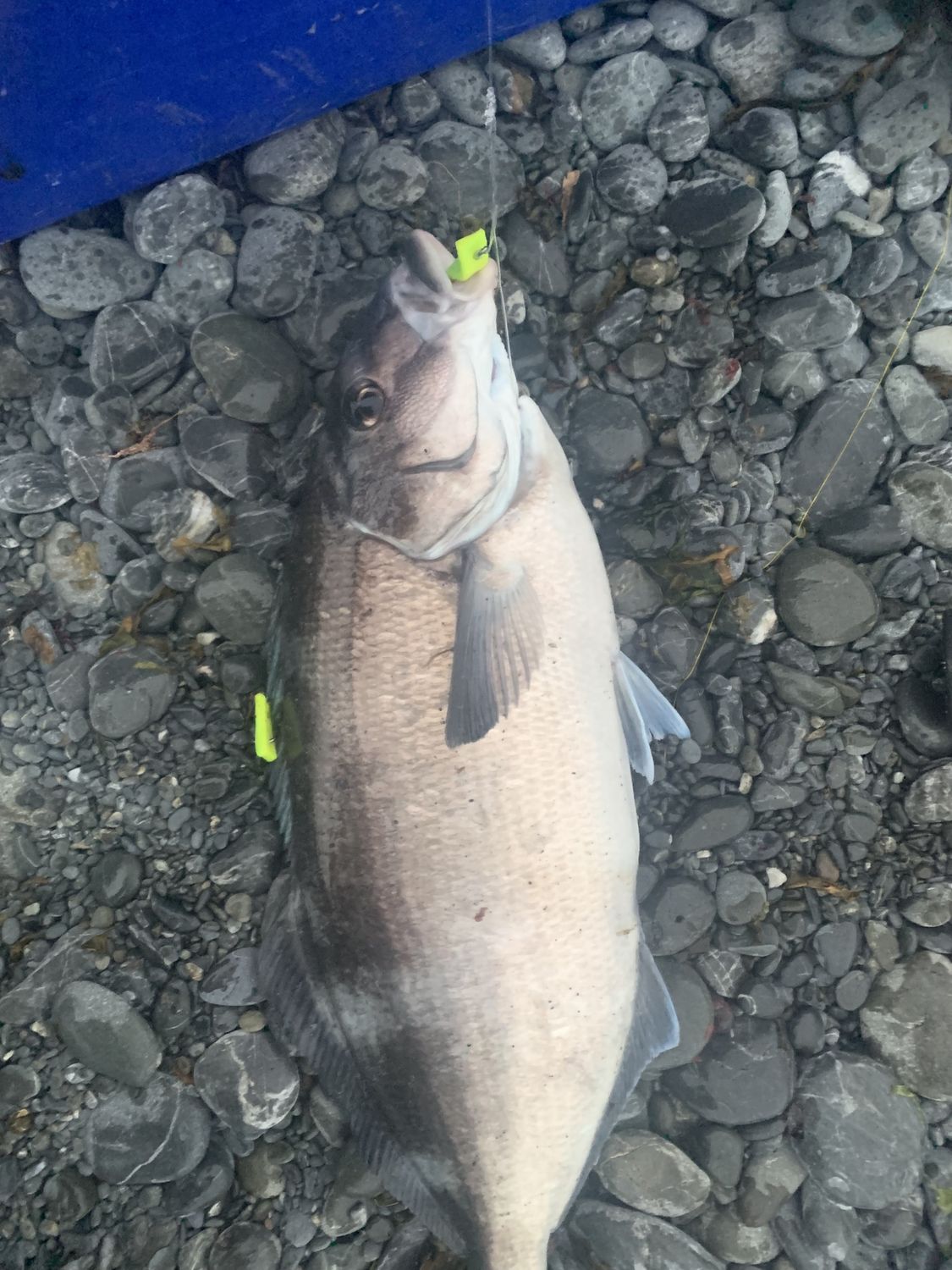 6 x shore fishing spots in wellington harbour