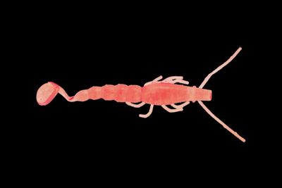 madeye 4&quot; paddle prawn - jelly prawn (6)