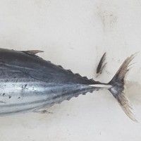 skipjack tuna small (whole bonito)