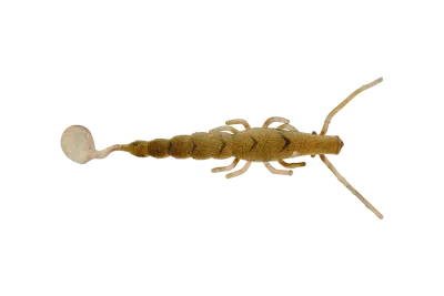 madeye 4" paddle prawn - raw prawn (6