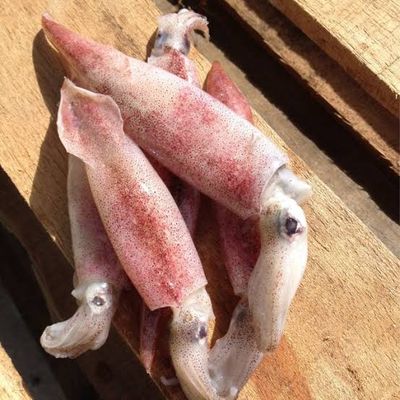 squid blood arrow 2kg freeflow