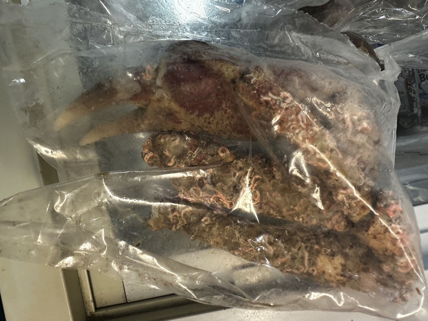500gm spinner  crab Legs/boddy  (bait 1st grade)
