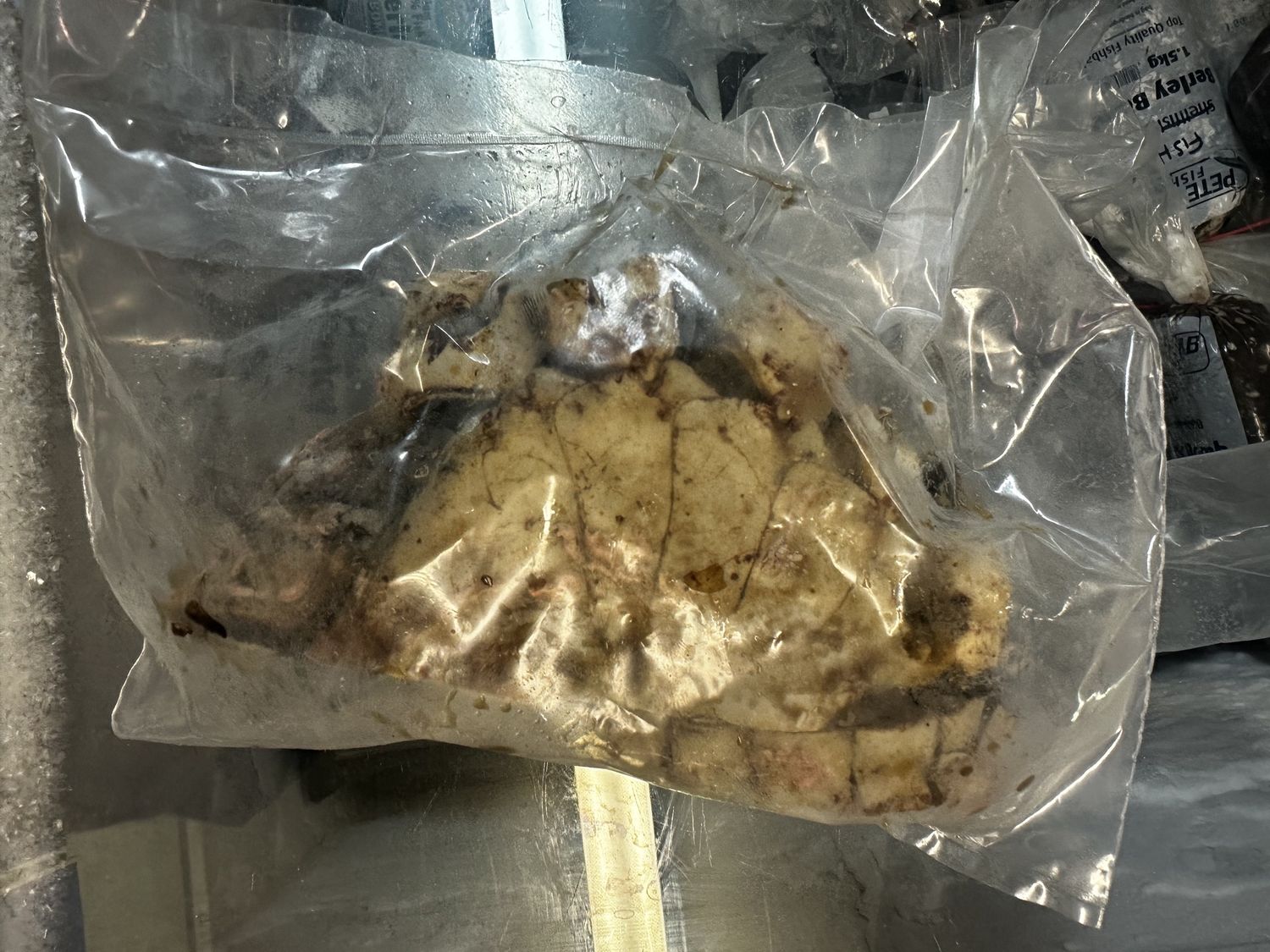 500gm 1/2 king crab body (bait 1st grade)