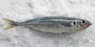 5kg baby jack mack - freeflow (large or small)