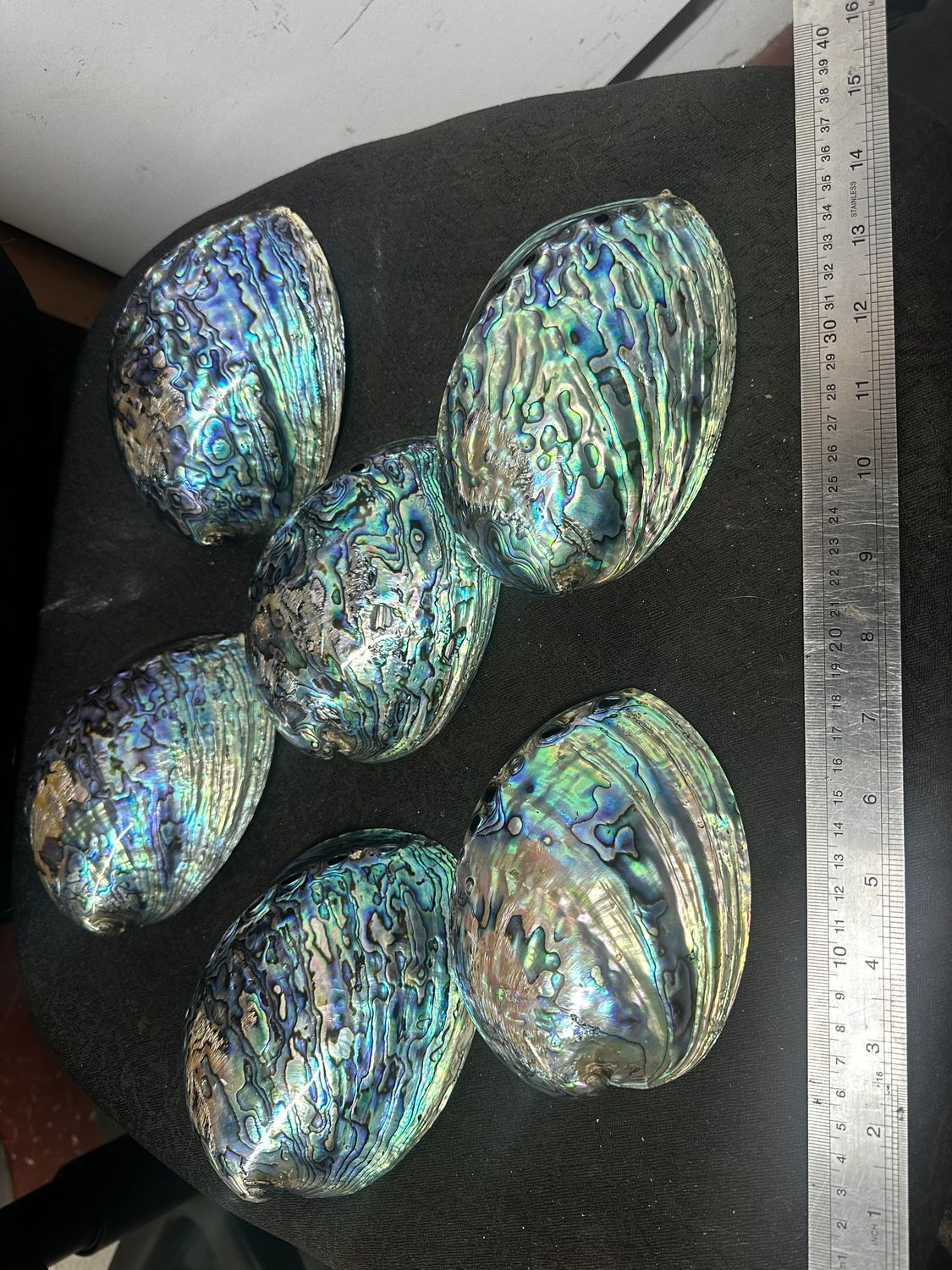 1 x Polished NZ paua shell 5.5 to 6inch