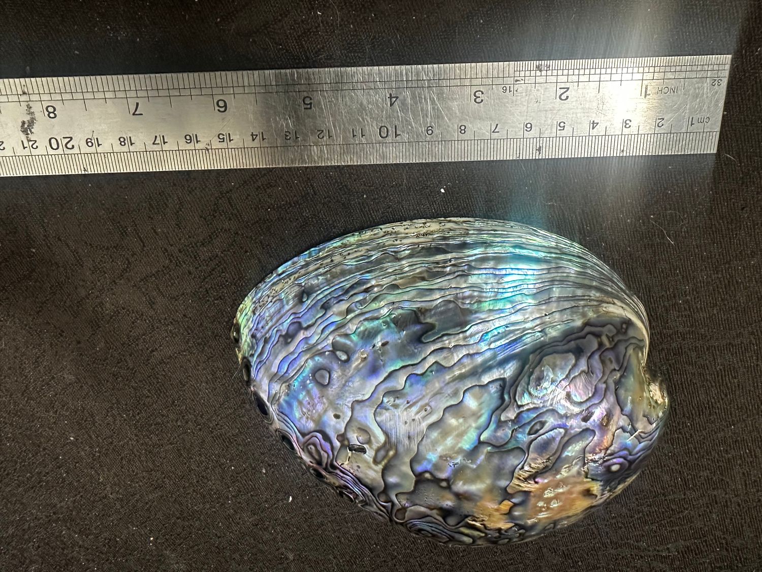 1 x Polished NZ paua shell - 6 to 6.5inch