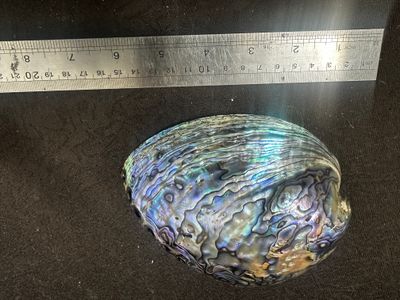 1 x Polished NZ paua shell - 6 to 6.5inch