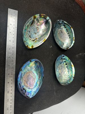 1 x Polished NZ paua shell - 4.5 to 5inch