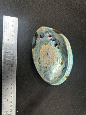 1 x Polished NZ paua shell - 5 to 5.5inch