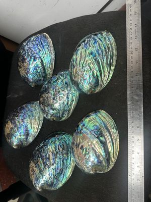 1 x Polished NZ paua shell - 4 to 4.5 inch