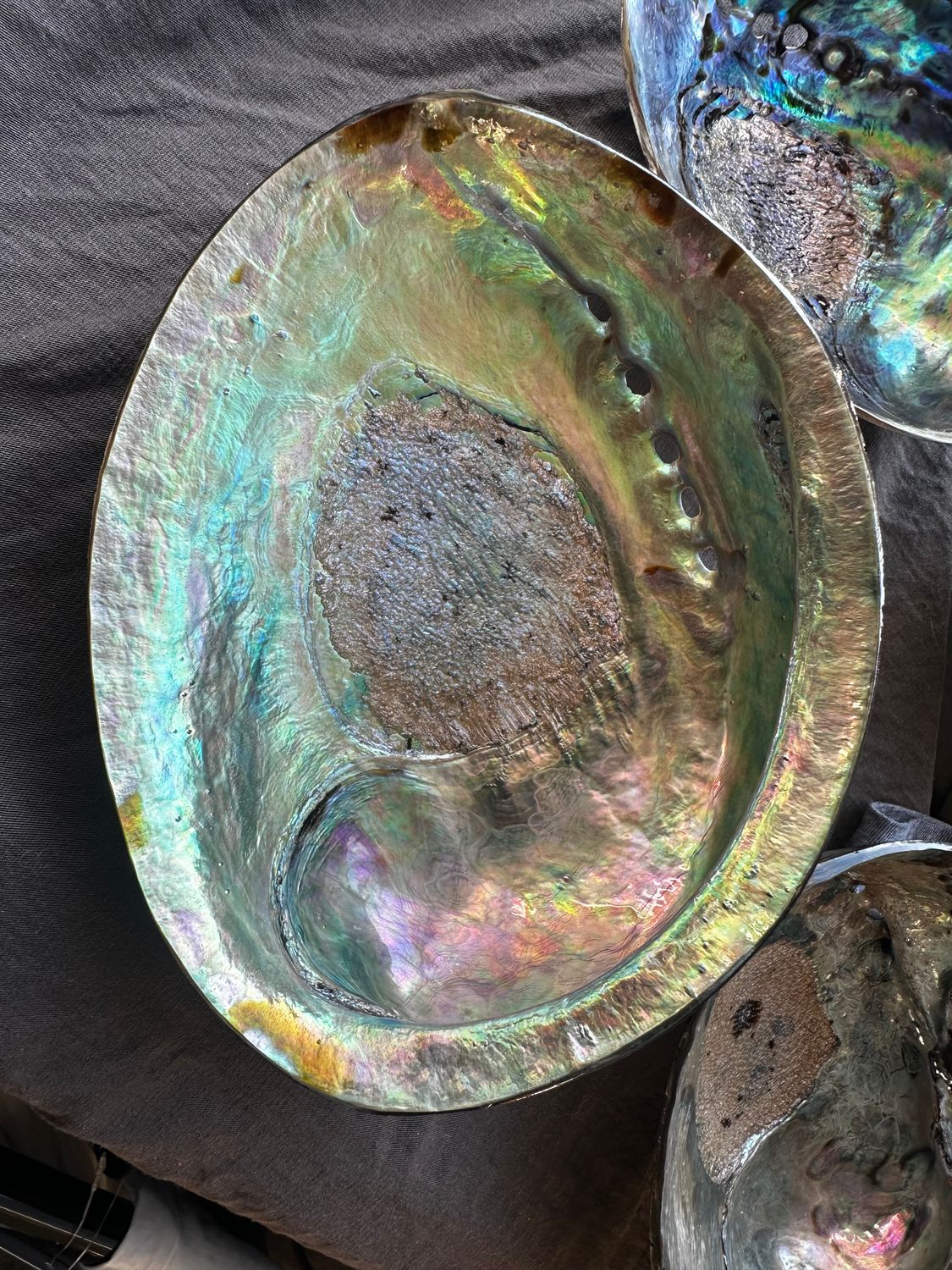 1 x Polished NZ paua shell - 6.5 to 7inch