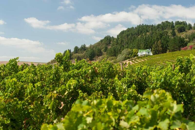Jordan - Chardonnay Barrel Fermented - Zuid-Afrika - Stellenbosch