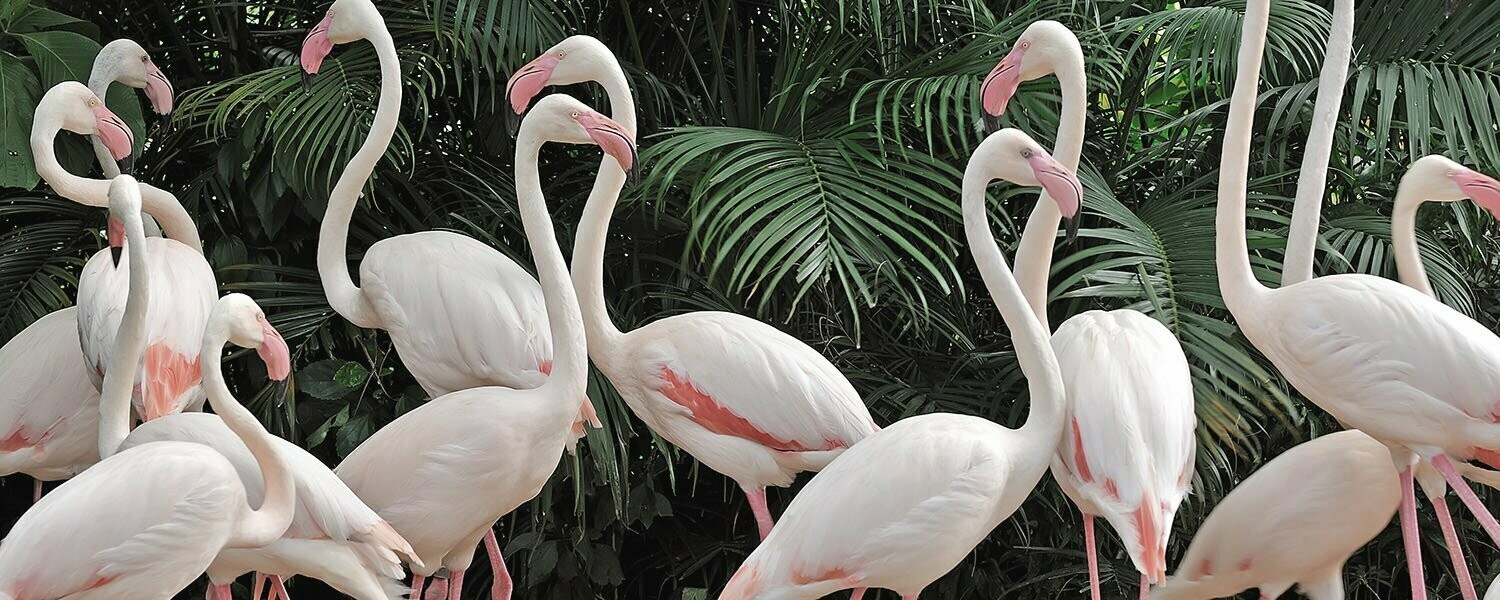 Sir Edmond – Bourbon vanilla infused gin - 40% Sir Edmond – Bourbon vanilla infused gin - 40%