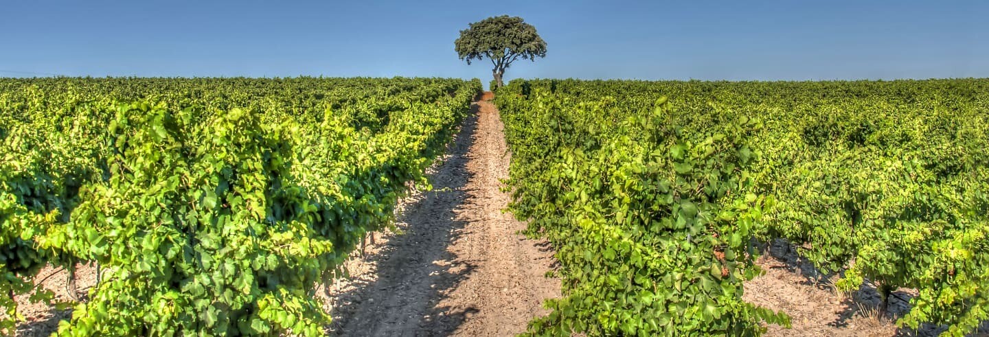 José Galo José Galo