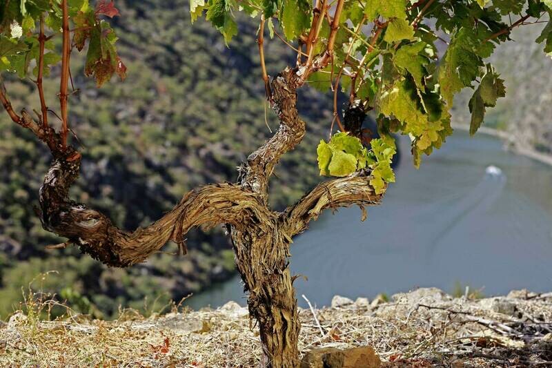 Beyra Vinhos De Altitude Tinto - Portugal - Beyra