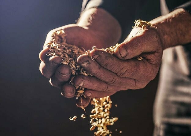 Bowmore 16 years - Ruby Port Cask Finish - 43% Bowmore 16 years - Ruby Port Cask Finish - 43%