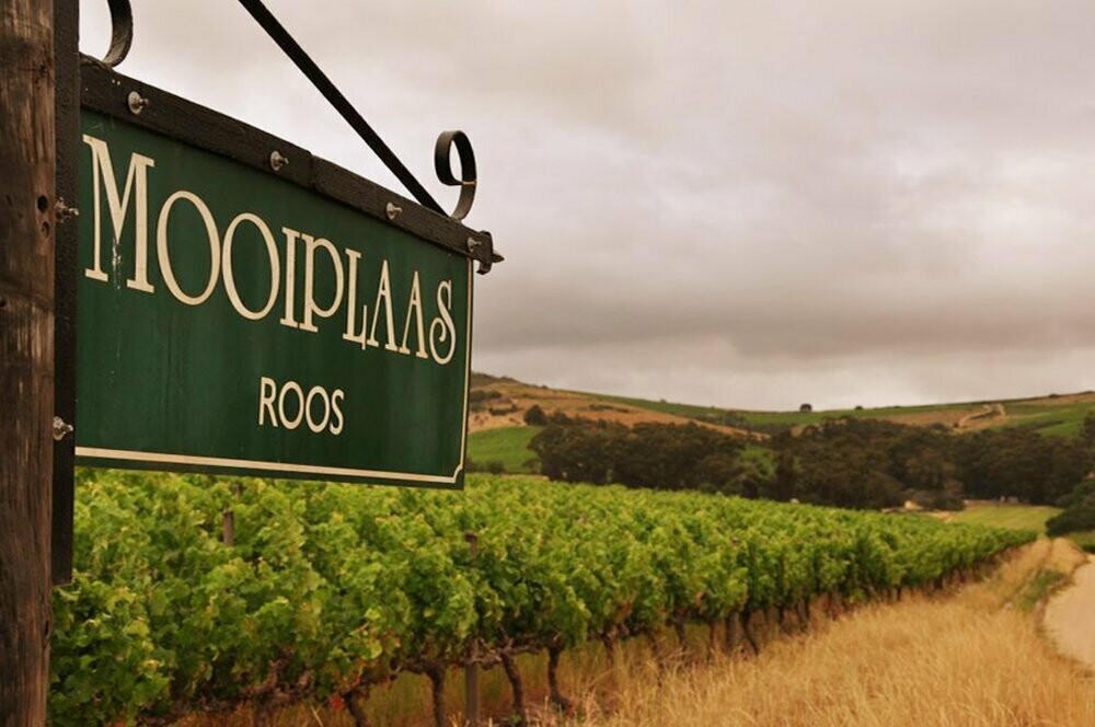 The Bean Coffee Pinotage - Mooiplaas - Zuid-Afrika The Bean Coffee Pinotage - Mooiplaas - Zuid-Afrika