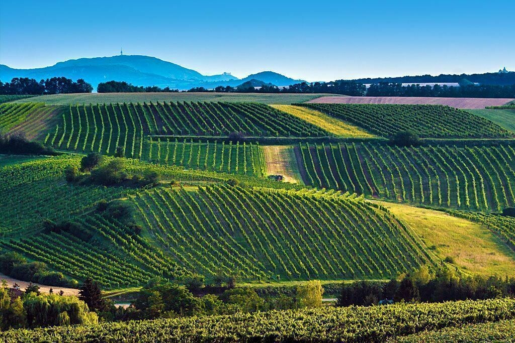 Weingut Dürnberg Eiswein Grüner Veltliner Weingut Dürnberg Eiswein Grüner Veltliner