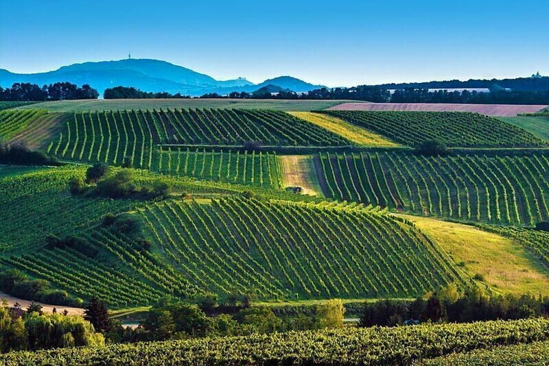 Weingut Dürnberg Eiswein Grüner Veltliner