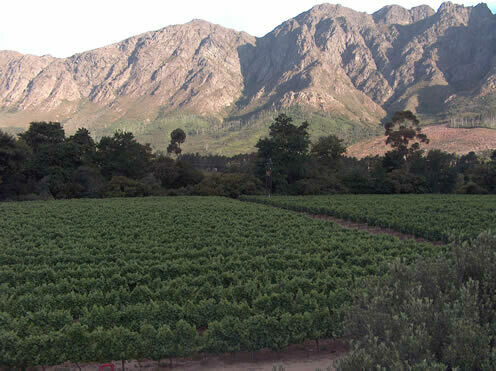 The Wolftrap Red - Zuid-Afrika - Fransschoek The Wolftrap Red - Zuid-Afrika - Fransschoek