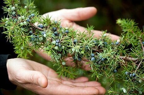 Citadelle Reserve Gin - 45.2% Citadelle Reserve Gin - 45.2%