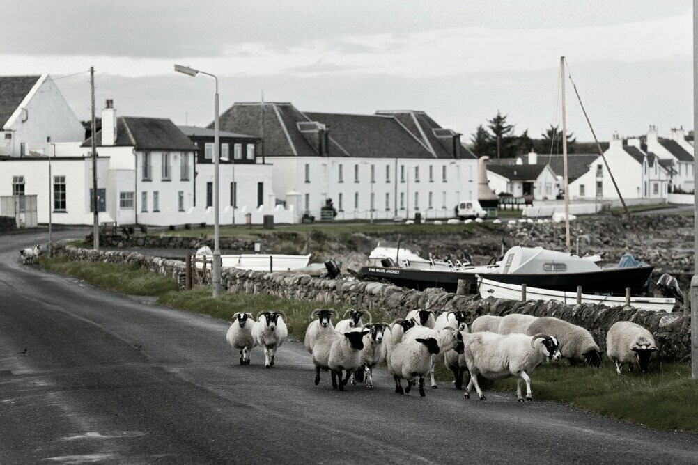 Octomore edition 04.2 - Ochdamh-mor - Comus - 61% Octomore edition 04.2 - Ochdamh-mor - Comus - 61%