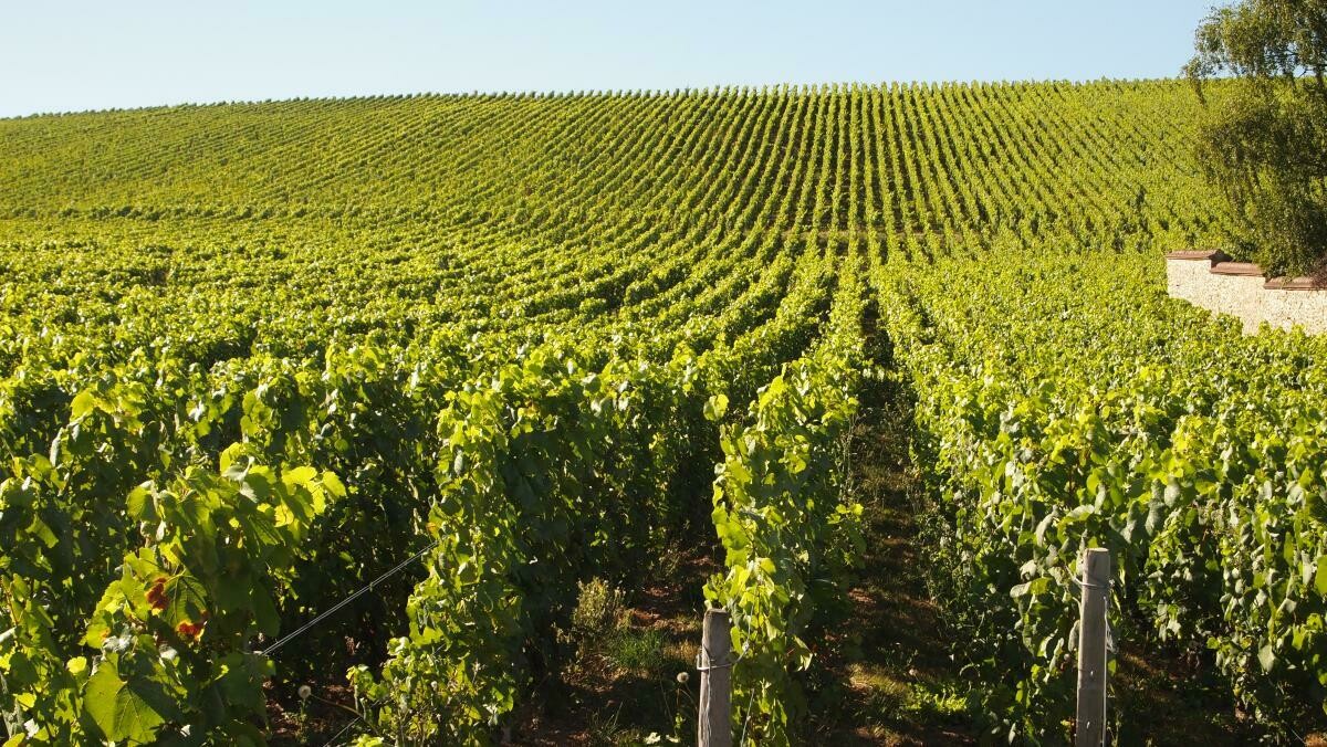 Taittinger Nocturne Champagne Taittinger Nocturne Champagne