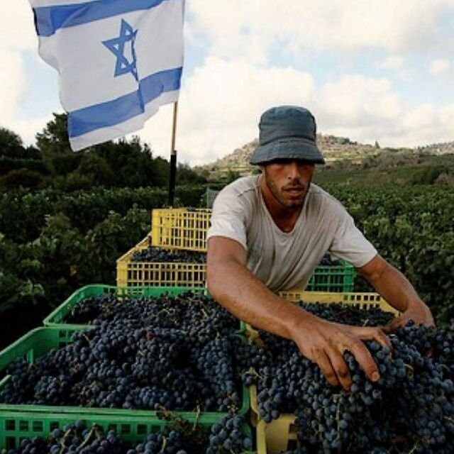 Galil Mountain Yiron 2018 - Flagship wine