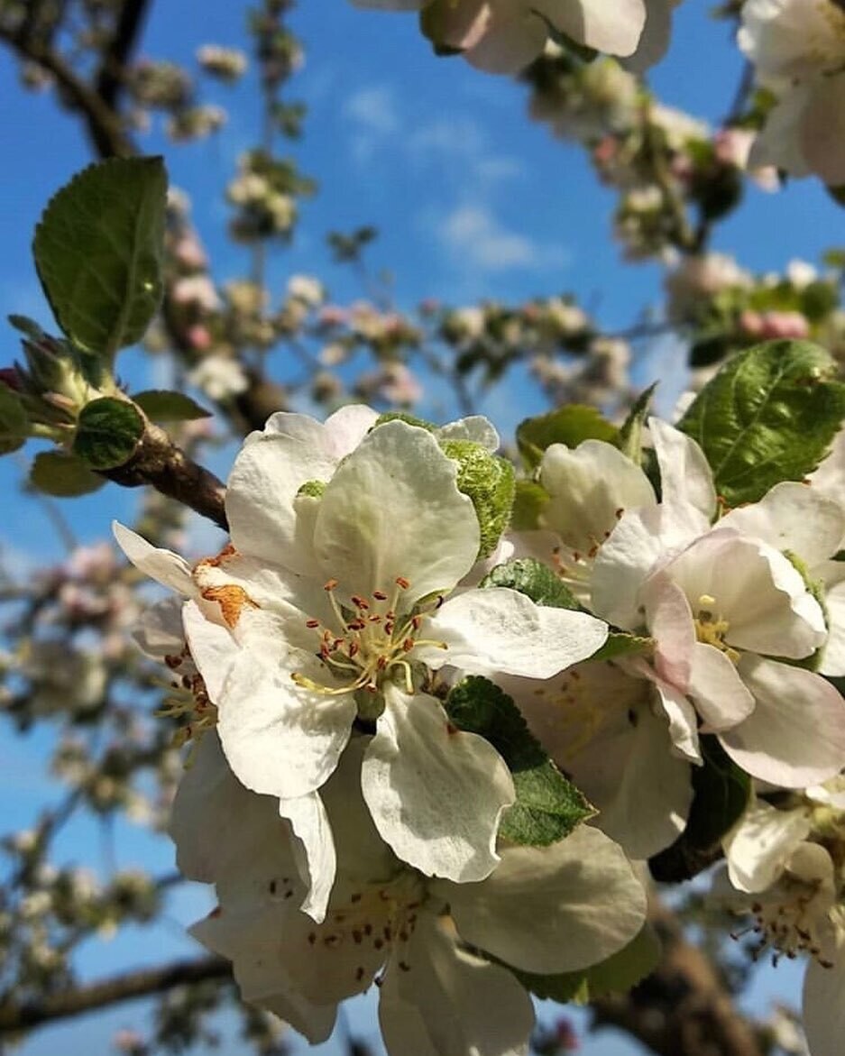 Christian Drouin Gin - 42% Christian Drouin Gin - 42%