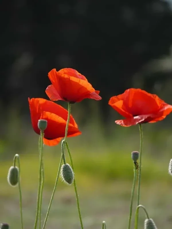 Poppies Gin - 40% Poppies Gin - 40%