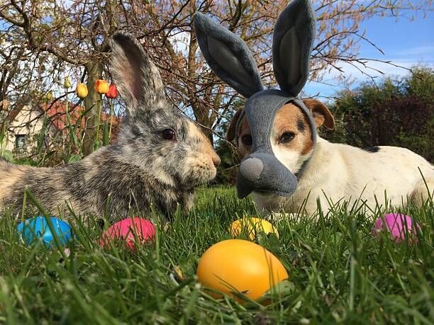 Egg Royale - Chocolate Cream likeur Egg Royale - Chocolate Cream likeur