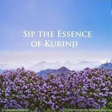 Amrut Kurinji Single Malt - 46%