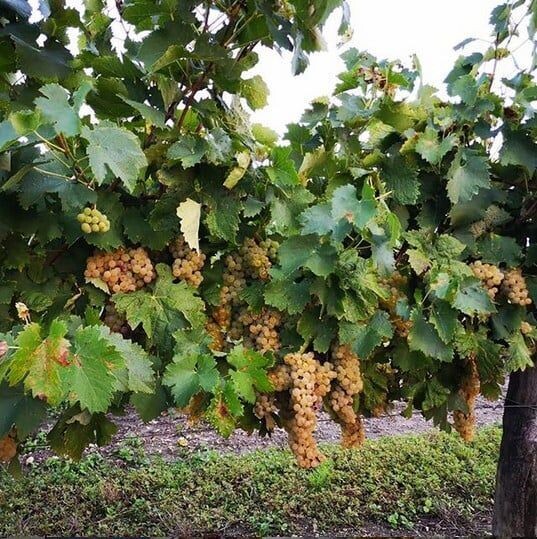 Cognac Philbert - Rare Cask Finish 2023 - Sauternes Oak  - 41.5%