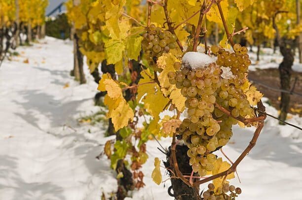Michel Schneider Eiswein - 8,5%