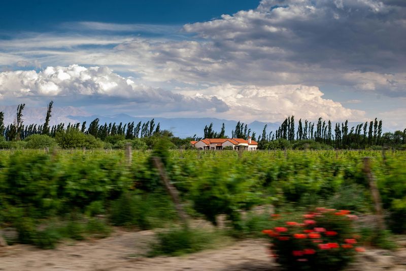 Temporada Malbec Reserva - 14%