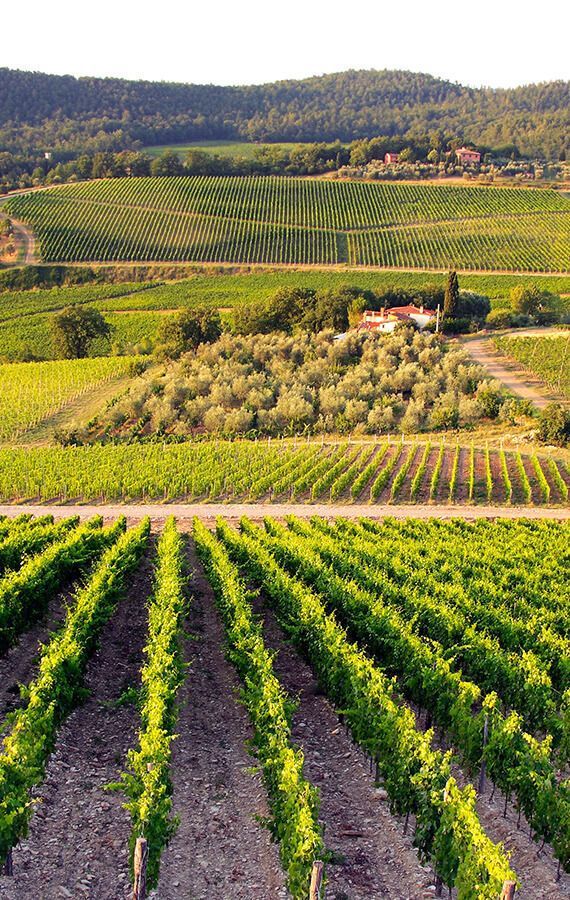 Frescobaldi Nipozzano Riserva Chianti Rúfina in Giftbox Frescobaldi Nipozzano Riserva Chianti Rúfina in Giftbox