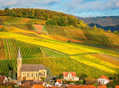 Meier Grauburgunder - Pfalz - Duisland