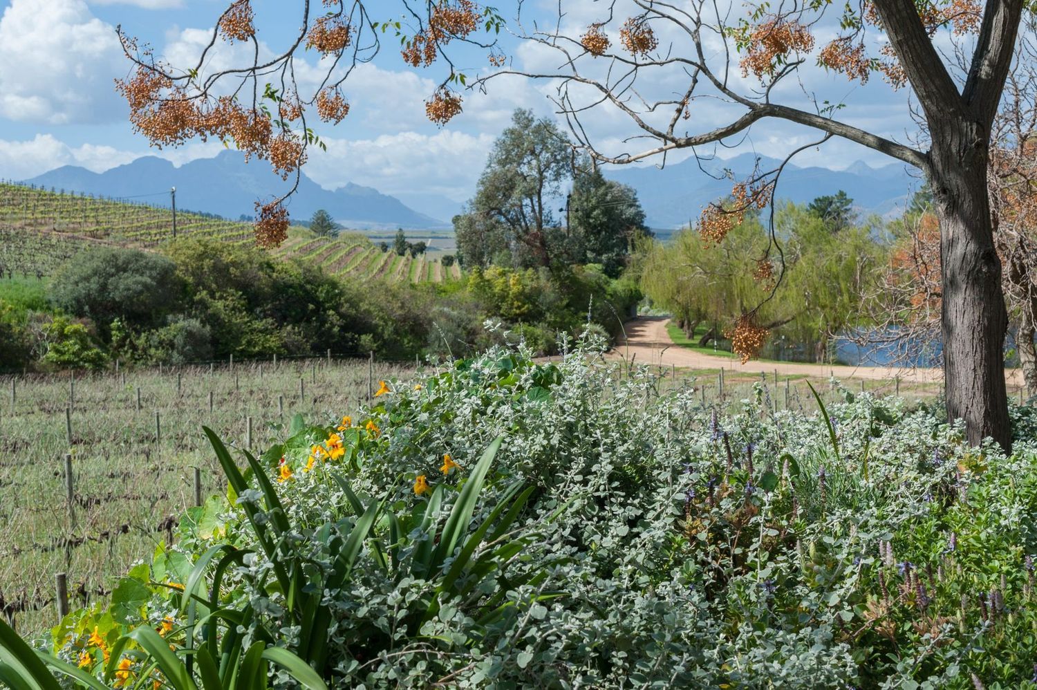 Jordan The Long Fuse Cabernet Sauvignon -Stellenbosch - Zuid-Afrika Jordan The Long Fuse Cabernet Sauvignon -Stellenbosch - Zuid-Afrika