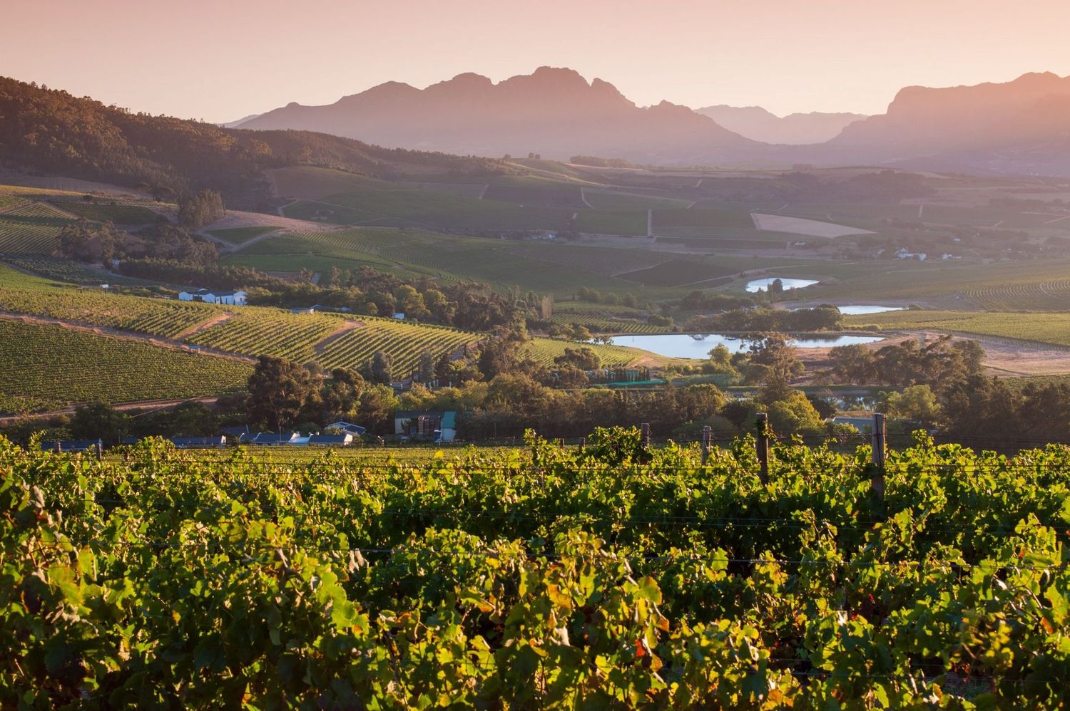 Jordan - Chardonnay Unoaked - Zuid-Afrika - Stellenbosch Jordan - Chardonnay Unoaked - Zuid-Afrika - Stellenbosch