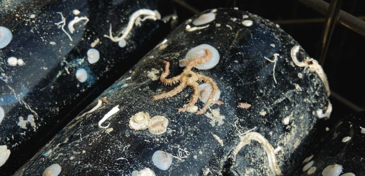 Abyss Leclerc Briant Champagne Abyss Leclerc Briant Champagne