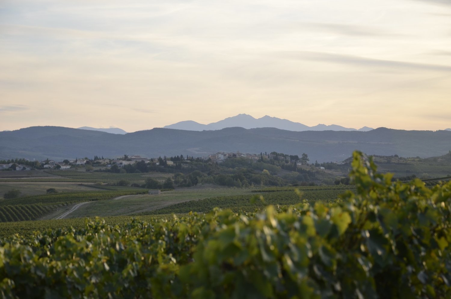 Château Saint-Roch - Chardonnay - Limoux - Frankrijk Château Saint-Roch - Chardonnay - Limoux - Frankrijk