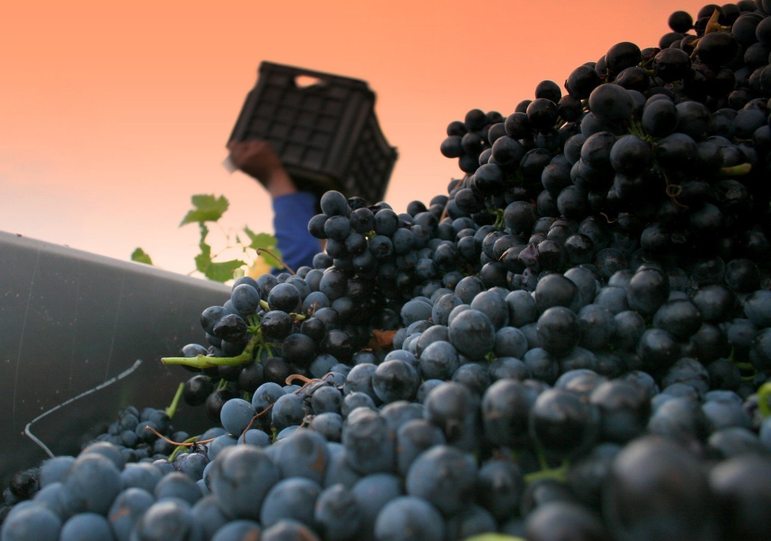 Lyngrove Pinot Noir Brut - zonder doos Lyngrove Pinot Noir Brut - zonder doos