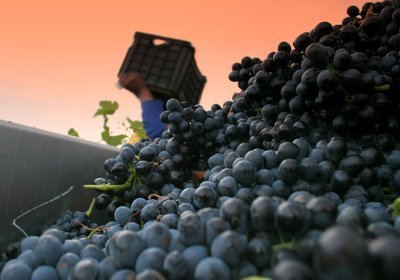 Lyngrove Pinot Noir Brut - zonder doos